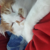 Tekir Kedi, Kedi  Mitat fotoğrafı