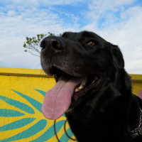 Labrador Retriever, Köpek  Faroz B fotoğrafı