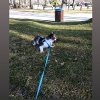 Tekir Kedi, Kedi  Oğlumuz Zeusa ömürlük yuva arıyoruz fotoğrafı