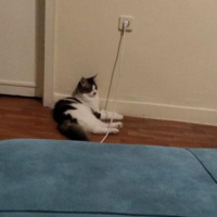 Tekir Kedi, Kedi  Oğlumuz Zeusa ömürlük yuva arıyoruz fotoğrafı
