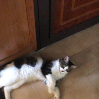 Tekir Kedi, Kedi  Oğlumuz Zeusa ömürlük yuva arıyoruz fotoğrafı