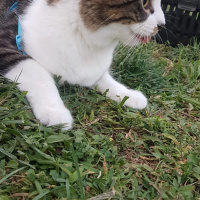 Tekir Kedi, Kedi  Oğlumuz Zeusa ömürlük yuva arıyoruz fotoğrafı