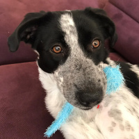 Sokö (Sokak Köpeği), Köpek  Roxanne fotoğrafı