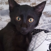 Tekir Kedi, Kedi  karam fotoğrafı