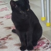 Tekir Kedi, Kedi  karam fotoğrafı
