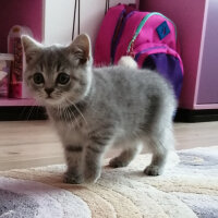 Scottish Fold, Kedi  Paşa fotoğrafı