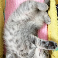 Scottish Fold, Kedi  Paşa fotoğrafı