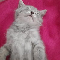 Scottish Fold, Kedi  Paşa fotoğrafı