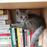 Scottish Fold, Kedi  Paşa fotoğrafı