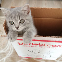 Scottish Fold, Kedi  Paşa fotoğrafı