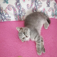 Scottish Fold, Kedi  Paşa fotoğrafı