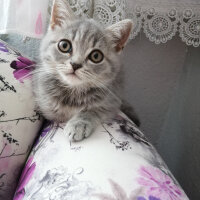 Scottish Fold, Kedi  Paşa fotoğrafı