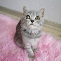 Scottish Fold, Kedi  Paşa fotoğrafı