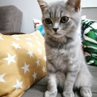 Scottish Fold, Kedi  Paşa fotoğrafı