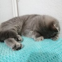 Scottish Fold, Kedi  Paşa fotoğrafı