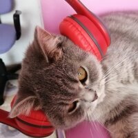 Scottish Fold, Kedi  Paşa fotoğrafı