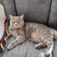 Scottish Fold, Kedi  Paşa fotoğrafı