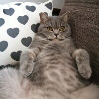 Scottish Fold, Kedi  Paşa fotoğrafı