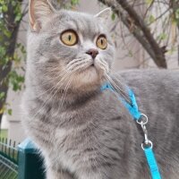 Scottish Fold, Kedi  Paşa fotoğrafı