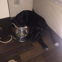 Cane Corso Italiano, Köpek  Dukey fotoğrafı