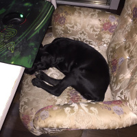 Cane Corso Italiano, Köpek  Dukey fotoğrafı