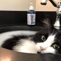 Tuxedo (Smokin) Kedi, Kedi  Bıdık fotoğrafı