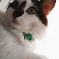 Tekir Kedi, Kedi  Çilek fotoğrafı