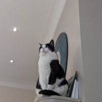 American Shorthair, Kedi  Elvis fotoğrafı