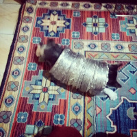 Tekir Kedi, Kedi  Rima fotoğrafı