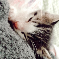 Tekir Kedi, Kedi  Rima fotoğrafı