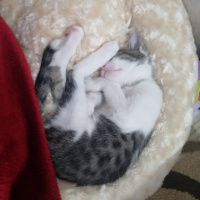 Tekir Kedi, Kedi  Rima fotoğrafı