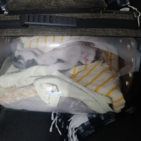Tekir Kedi, Kedi  Rima fotoğrafı