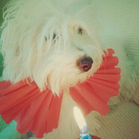 Maltese, Köpek  Paşa fotoğrafı