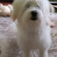 Maltese, Köpek  Paşa fotoğrafı
