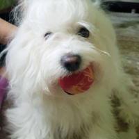 Maltese, Köpek  Paşa fotoğrafı