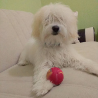 Maltese, Köpek  Paşa fotoğrafı
