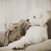 Maltese, Köpek  Paşa fotoğrafı