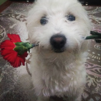 Maltese, Köpek  Paşa fotoğrafı