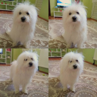 Maltese, Köpek  Paşa fotoğrafı