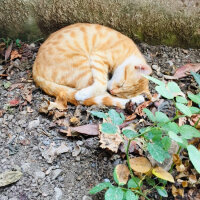 Sarman, Kedi  Güneş fotoğrafı