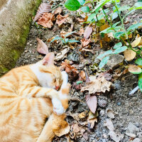 Sarman, Kedi  Güneş fotoğrafı