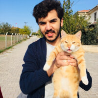 Sarman, Kedi  Güneş fotoğrafı