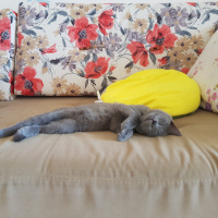 British Shorthair, Kedi  Müezza fotoğrafı