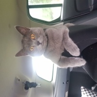 British Shorthair, Kedi  Müezza fotoğrafı