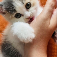 British Shorthair, Kedi  Kalbim fotoğrafı