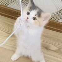 British Shorthair, Kedi  Kalbim fotoğrafı