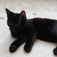 Bombay, Kedi  Einstein fotoğrafı