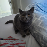 British Shorthair, Kedi  Kivi fotoğrafı