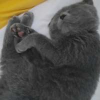 British Shorthair, Kedi  Kivi fotoğrafı