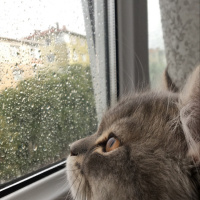 British Shorthair, Kedi  Mars fotoğrafı